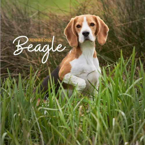 Beagle Calendario 2022: Calendario 2022 8 5''x8 5'' - Regalo