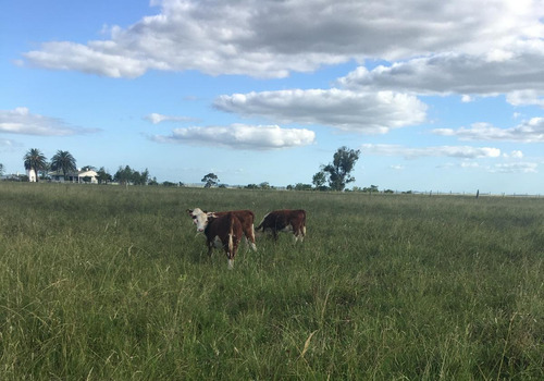 Excelente Campo Ganadero En Paysandu - Tm6119915