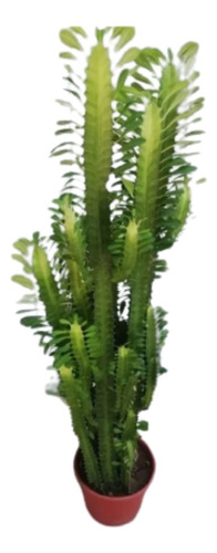 Planta Euphorbia