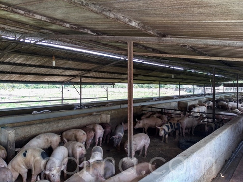 Imagen 15 de 29 de Granja Agrícola Y Porcina Turmero, De 5.7 Hectáreas 04123465023