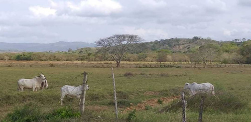 Imagen 4 de 17 de Finca En La Colonia En Yaracal Edo. Falcon