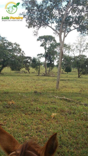 Imagem 8 de 14 de Fazenda À Venda Em Nioaque - Ms - De 463,57 Hectares (pecuária) - 1665