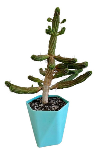 Suculenta Euphorbia Mammillaris Adulta