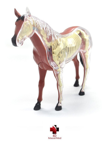 Anatomia Do Cavalo - 4d Master Med