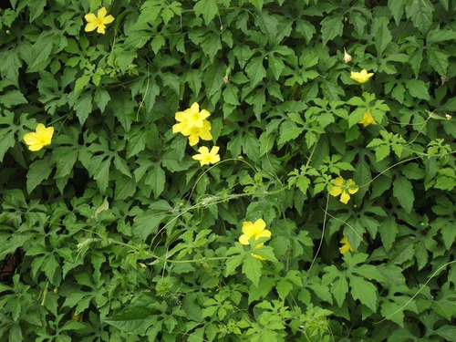 Folhas Frescas Melao De São Caetano 500g
