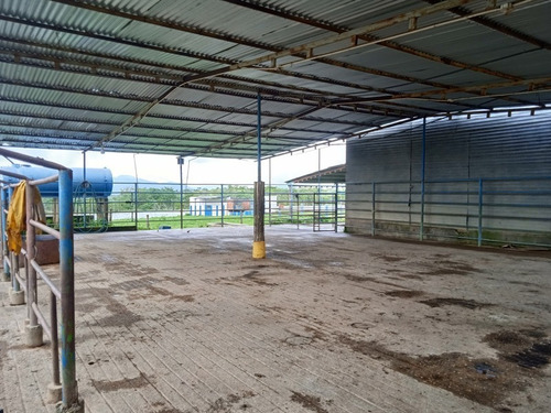 Imagen 14 de 25 de Finca Venta Lara Acarigua En Venta (gamelotal) De 251 Hectareas