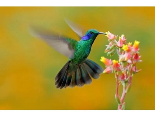 Imagen 6 de 6 de Alimento Nectar Para Picaflor Colibri Exzootix 300g Comedero