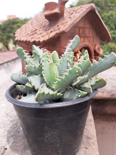 Suculenta Faucaria Tigrina. Boca De Tigre.