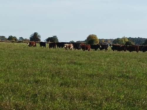 Campo Agricola Ganadero En Cerrillos 