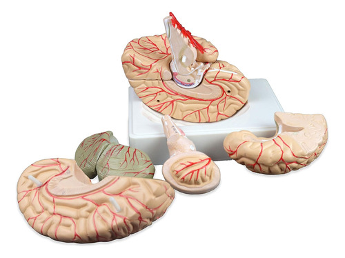 Jackson Global Js00107 - Modelo De Cerebro Humano Con Arteri
