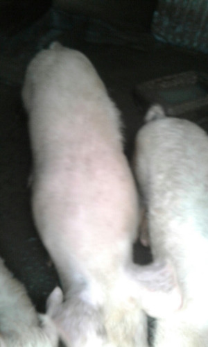 Imagen 4 de 4 de Vendo Chancha Pronta Para Echar En Cria Buena Sangre