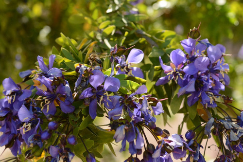 Guayacan Azul (guaiacum Coulteri) 15 Semillas