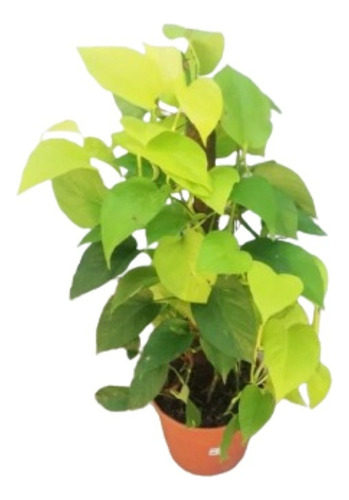 Planta Pothus Lemon Limon