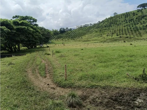 Se Vende Finca Vía Barragan - Rio Verde