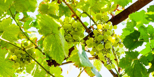 Bio Duo Broca Dos Ramos Videiras Uvas 5 Litros