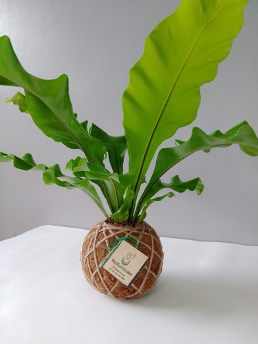 Imagen 2 de 3 de Helecho Nido De Ave En Kokedama