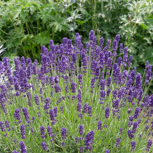 Imagen 3 de 4 de 40 Semillas De Lavanda Officinalis - Huerta Premium