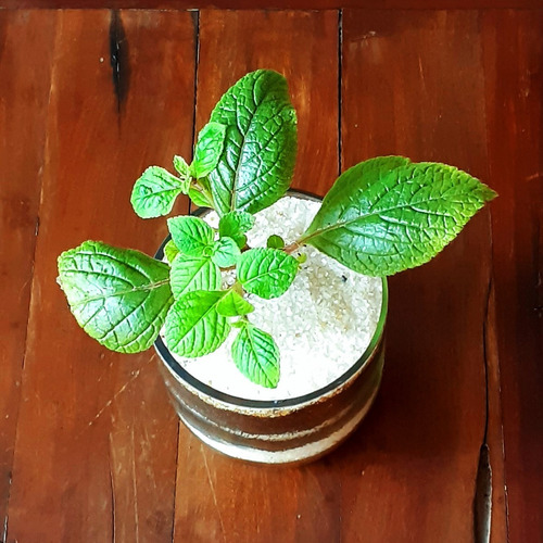 Plectranthus Ciliatus Little Terrario 10 The Little Yisus