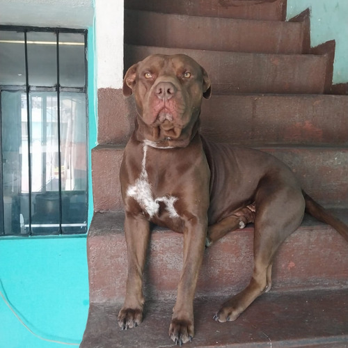 Pitbull Nariz Roja Raza Pura,precioso Para Servicio De Monta