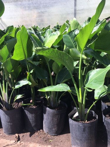 Strelitzia Nicolai/flor De Pájaro En Envase De 15 Litros