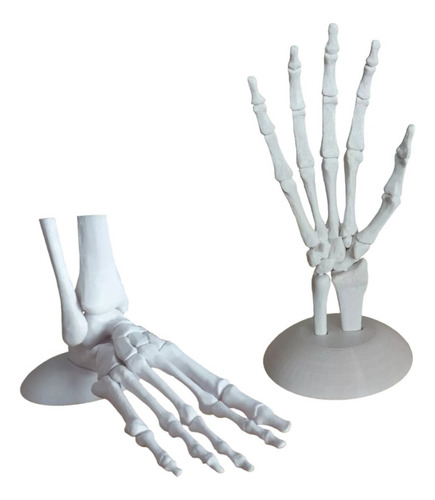 Huesos De La Mano + Huesos Del Pie Anatomia Medicina 3d