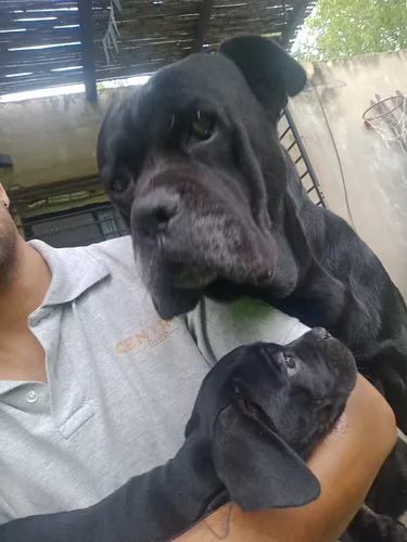 cane corso italiano  Corso do bastão, Cães grandes, Cachorro