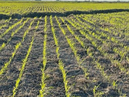 Campo En Venta En Treinta Y Tres Ref. 9285 (ref: Cbr-1097)