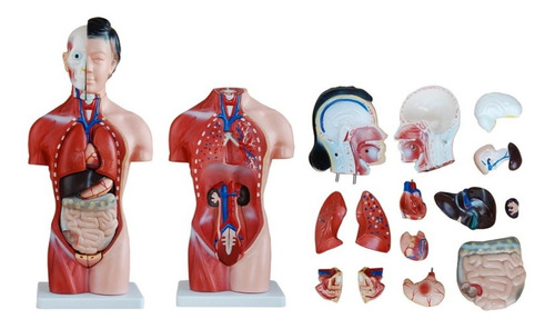 Modelo Anatómico: Torso Femenino De 42 Cm En 13 Partes