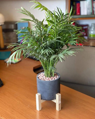 20 Semillas De Palma Chamaedorea Elegans