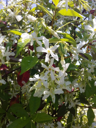 Jazmín De Leche, Trepadoras, Enredaderas, Vivero