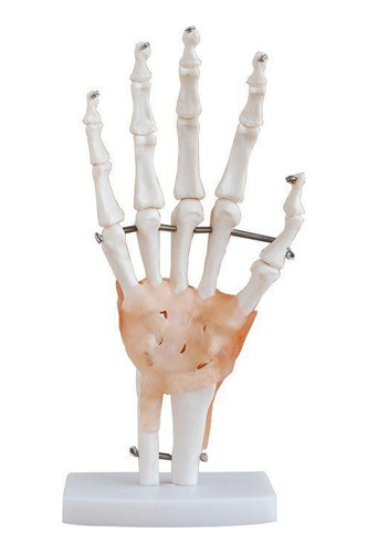 Articulação Da Mão 19cm De Altura Com Ligamentos