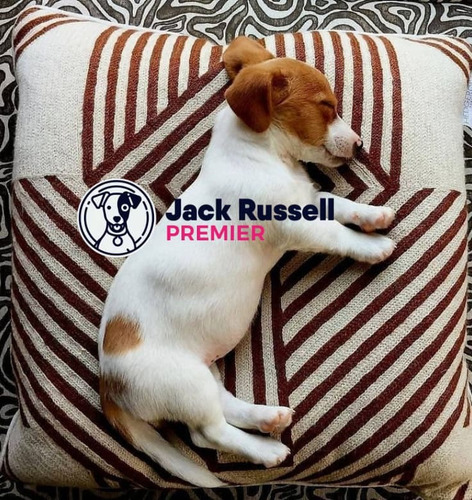 Jack Russell 35 Tricolor