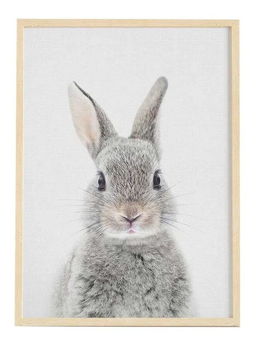 Cuadro Little Rabbit - Bebe Conejo 50 X 70 Cm  