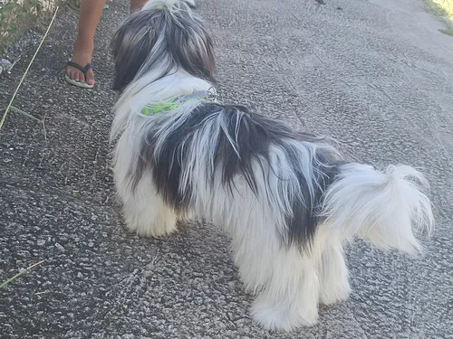 Cachorro Shih Tzu + Lhasa Apso. Macho
