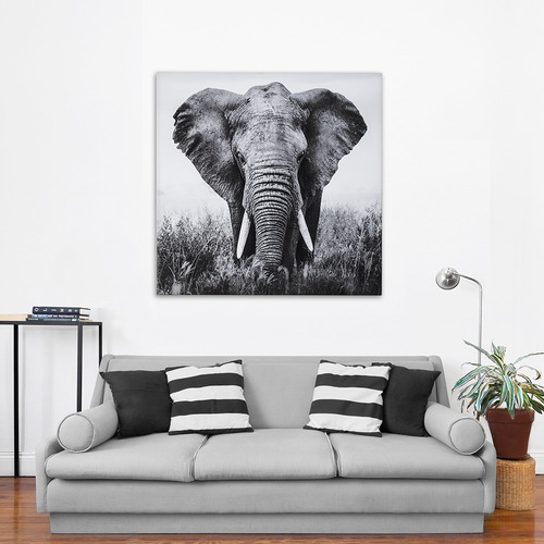 Cuadro Focu Deco Lienzo Canvas 80x80 Elefante B Y N