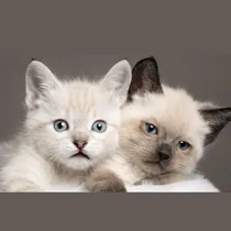 Comprar Gatito Y Gatita Siamés Y Tabby Point