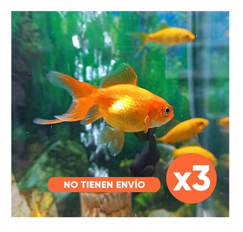 Peces Pez Goldfish Agua Fria Acuario Naranja Amarillo X3