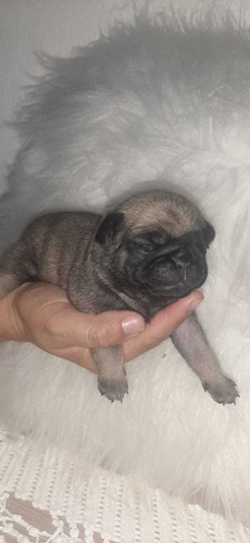 Imagem 5 de 5 de Lindos Filhotes De Pug Raça Pura À Disposição Tenho 3 Fêmeas