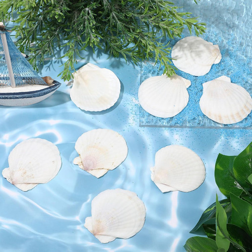 100 Unidades De Conchas Marinas Para Fabricar Conchas De Vie