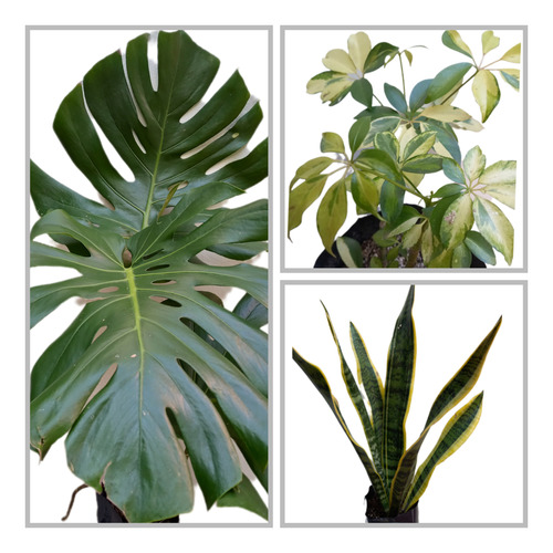 Monstera De 1 M+ Aralia Scheflera+ Sansevieria Env. 4lts.