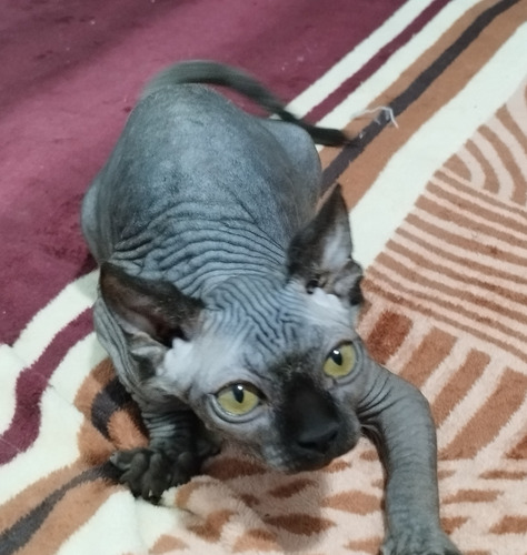 Gatos Sphynx Y Elf (sin Pelo)