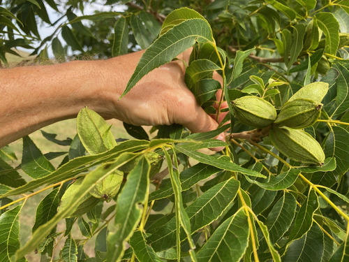 Nuez Pecan Cosecha 2024, 1kg Al Vacio, Productor De Balcarce