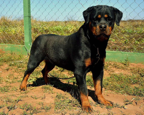 Rottweiler Filhotes Puros