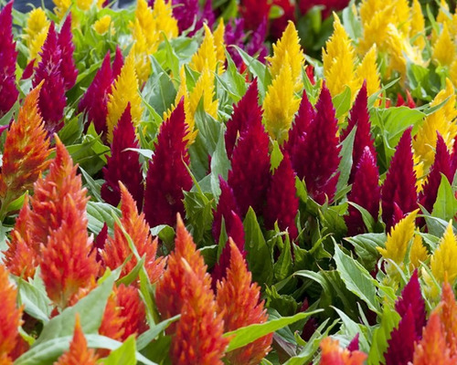 Imagen 3 de 4 de Semillas Flores Penachos Celosia X Sobre A Toda Huerta