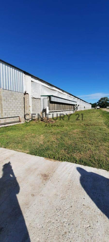 Imagen 12 de 22 de Granja Modelo Productora Huevos Venta Automatizada Baradero, Campo 4hts
