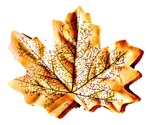 400 Folhas De Maple Plátano Bordo Outonadas  Decoração