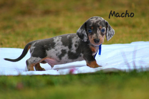 Cachorros Salchicha Cachorros Teckel Salchicha 1300vd