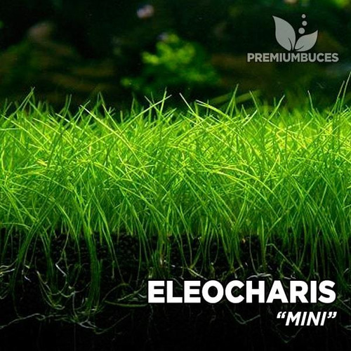 Eleocharis Sp.mini Planta Natural Acuario Plantado Tapizante