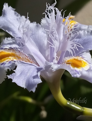 Lirio - Iris Japonaica