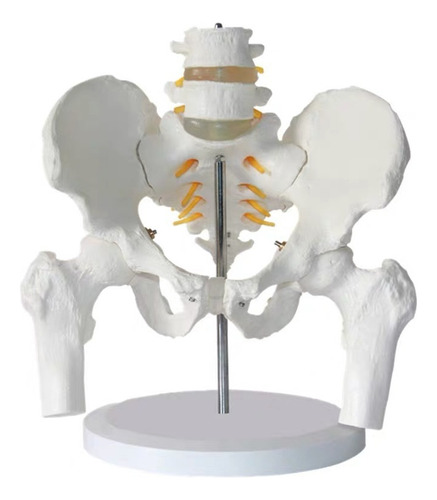 Pelvis Humana Masculina Y Columna Lumbar, 2 Partes A